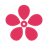 Cherry Blossom icon