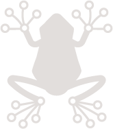 Rainfrog icon
