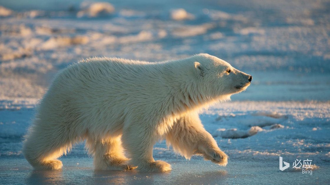 Bing Wallpaper (International Edition)