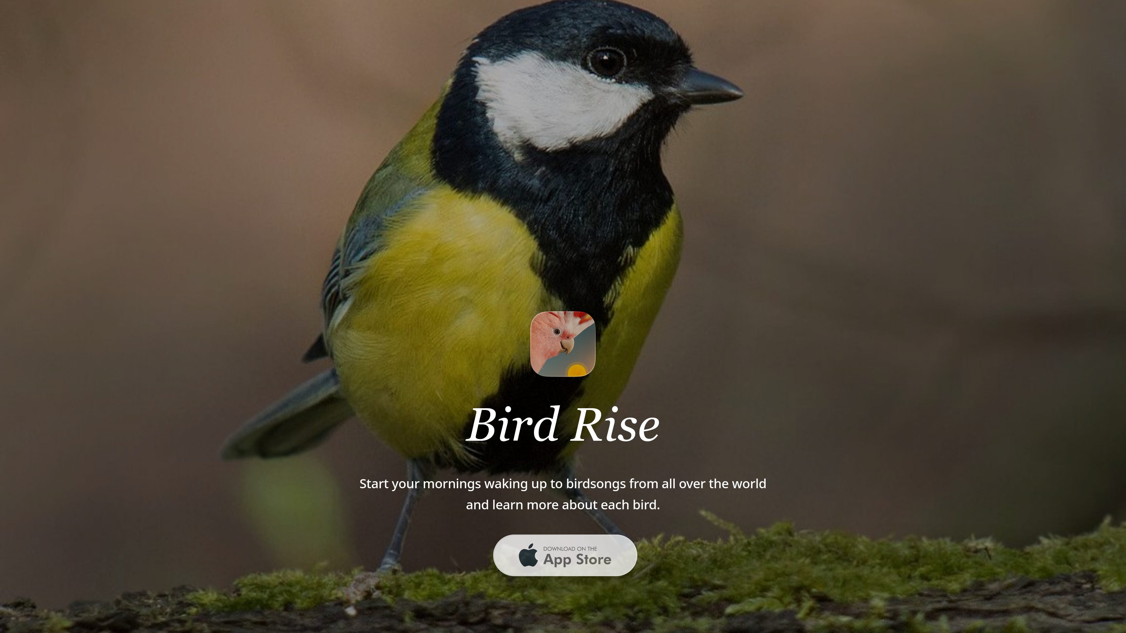 Bird Rise