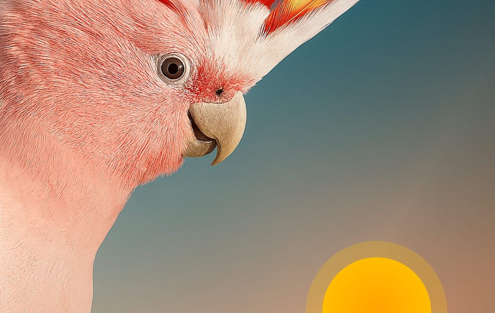 Bird Rise